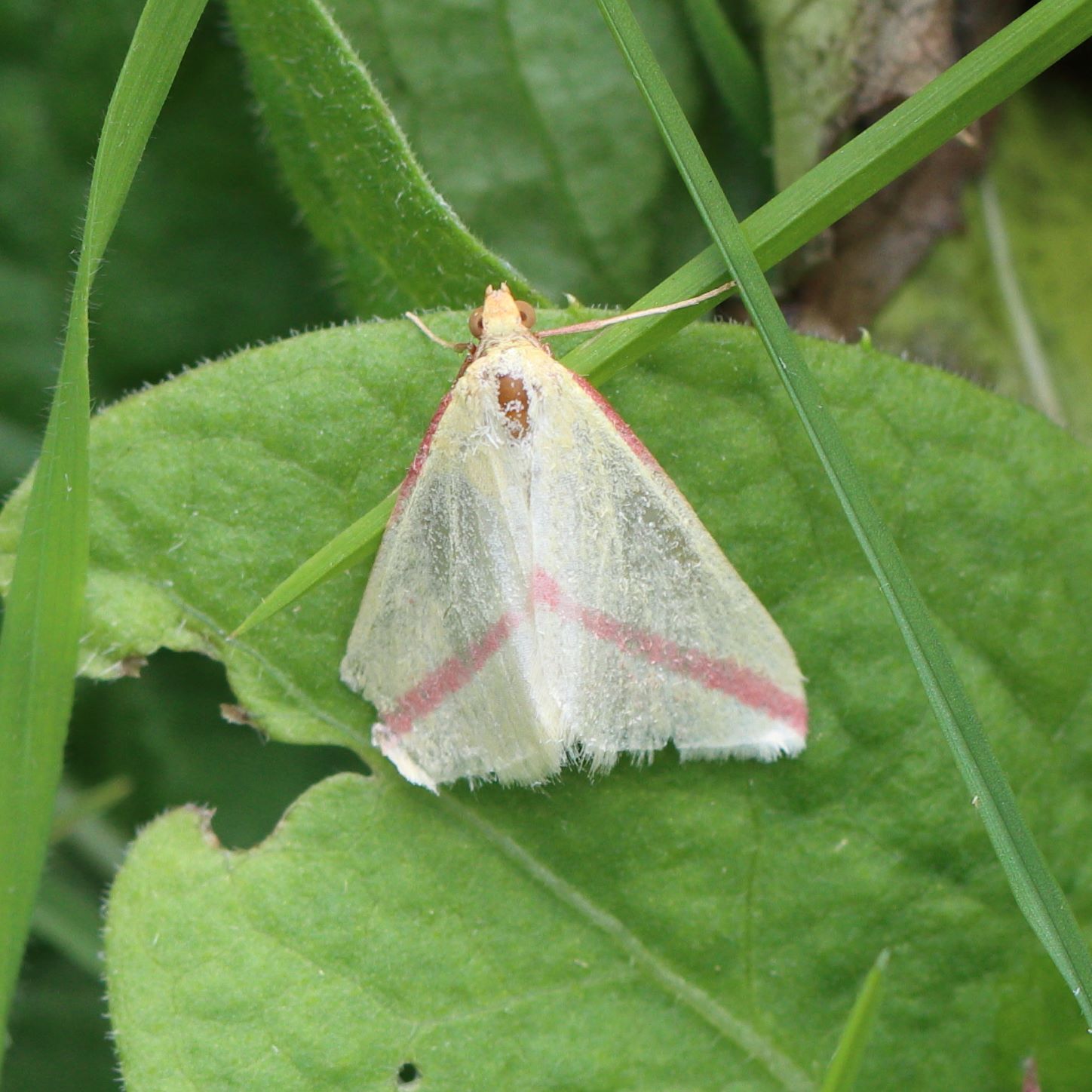 Photo of Vestal (Rhodometra sacraria)